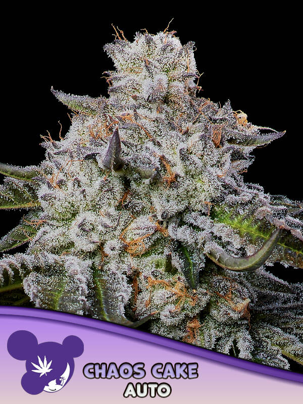 CHAOS CAKE - Anesia Seeds