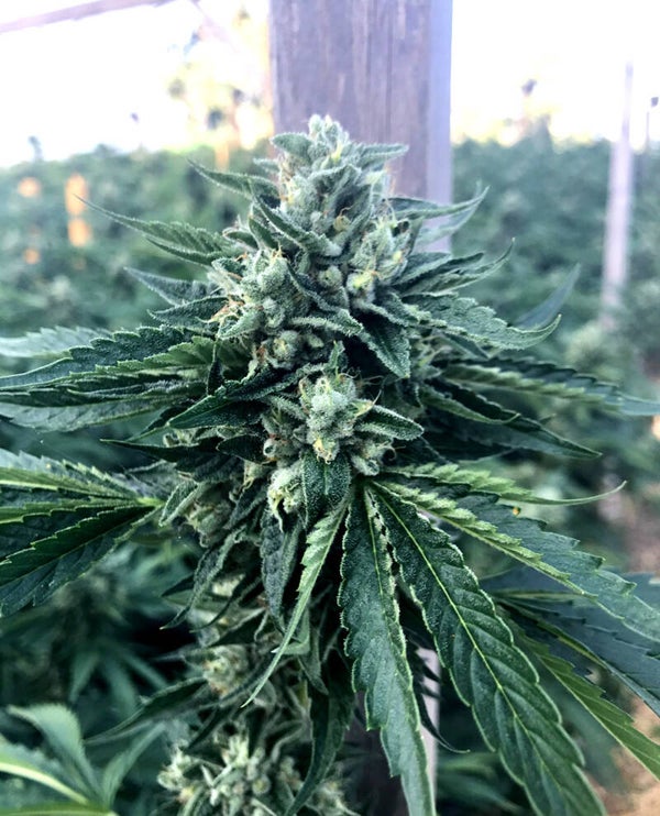 CINNAMON BUDDHA OG - Humboldt Seed Organization