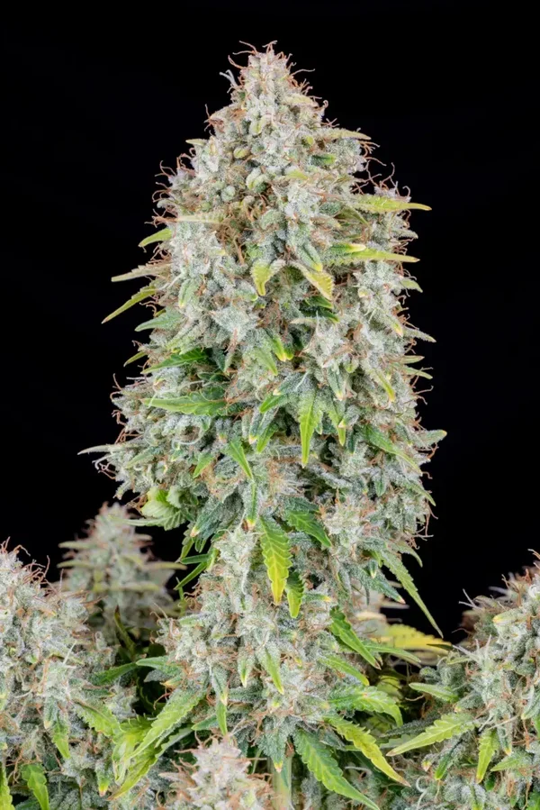 CINDERELLA AUTO - 42FastBuds