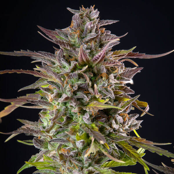 COOKIES GELATO - Royal Queen Seeds