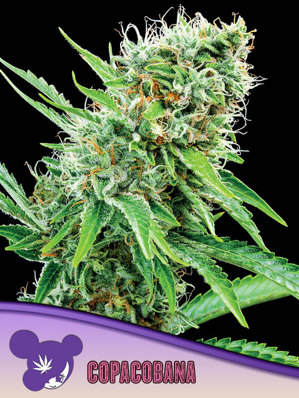 COPACABANA - Anesia Seeds