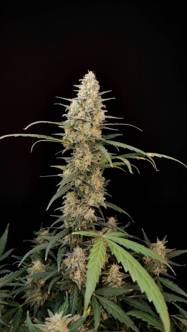 CRITICAL AUTO - 42FastBuds
