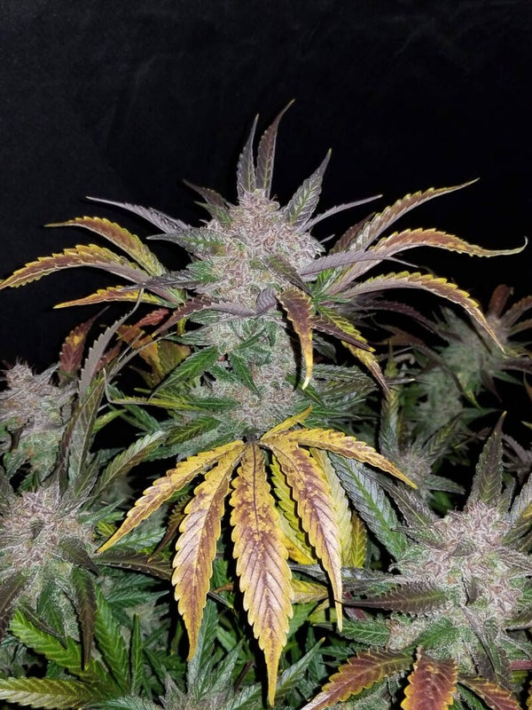CREAM COOKIES AUTO - 42FastBuds