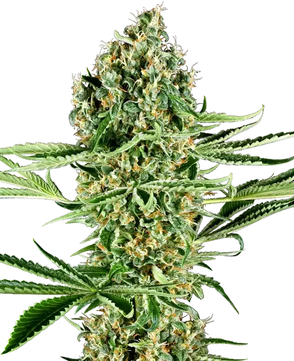 CRITICAL RUNTZ - Sensi Seeds