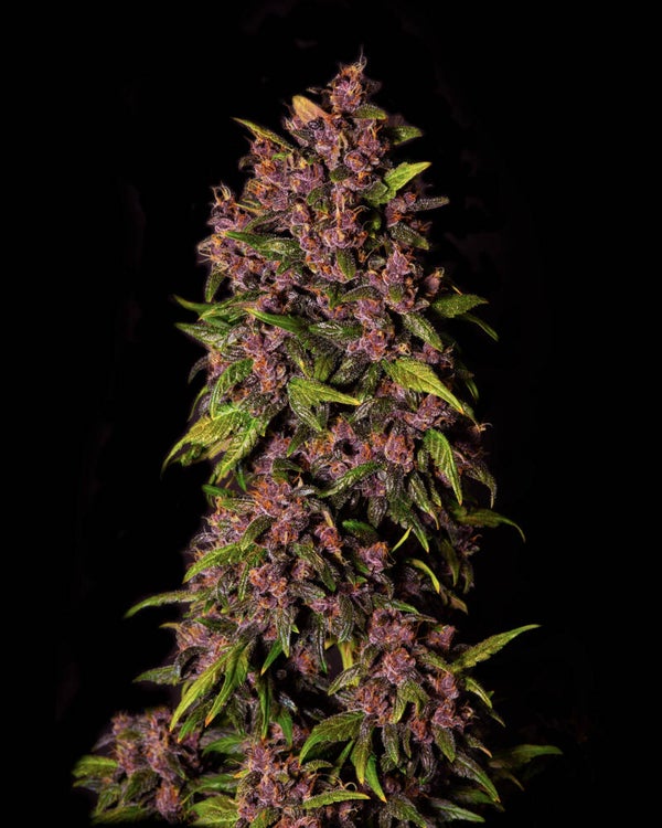 CRYSTAL METH AUTO - 42FastBuds