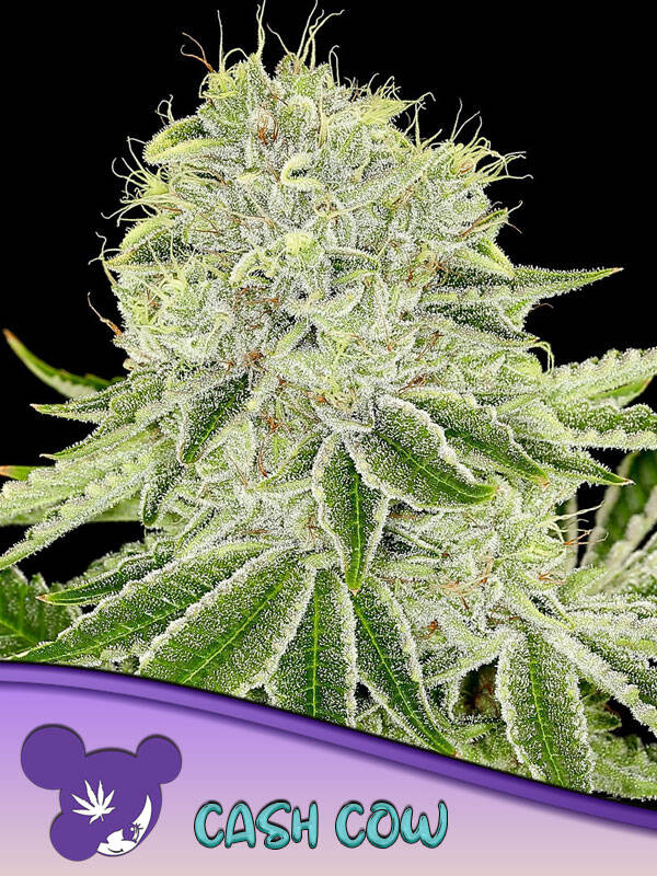 CASH COW - Anesia Seeds