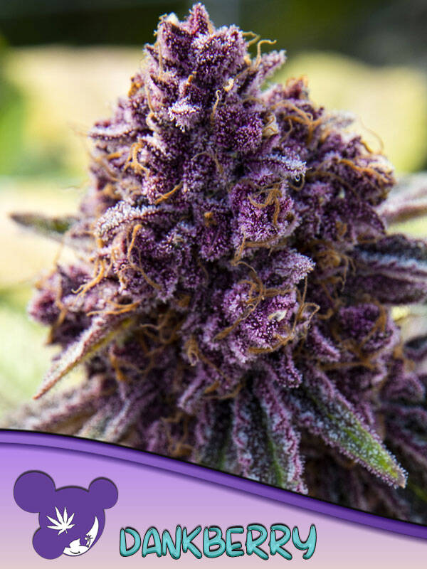 DANKBERRY - Anesia Seeds