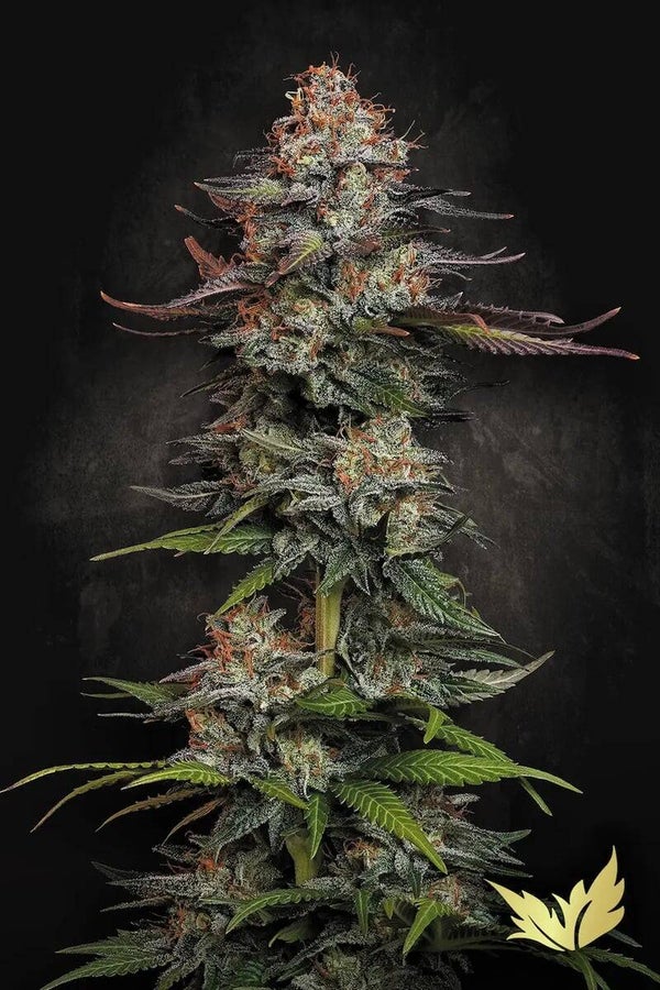 DURGA MATA - Paradise Seeds