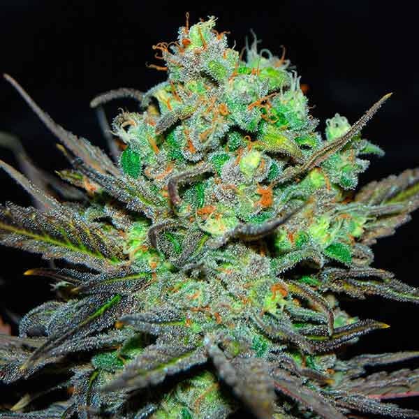 ELEVEN ROSES - Delicious Seeds