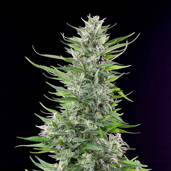 FAT BANANA - Royal Queen Seeds