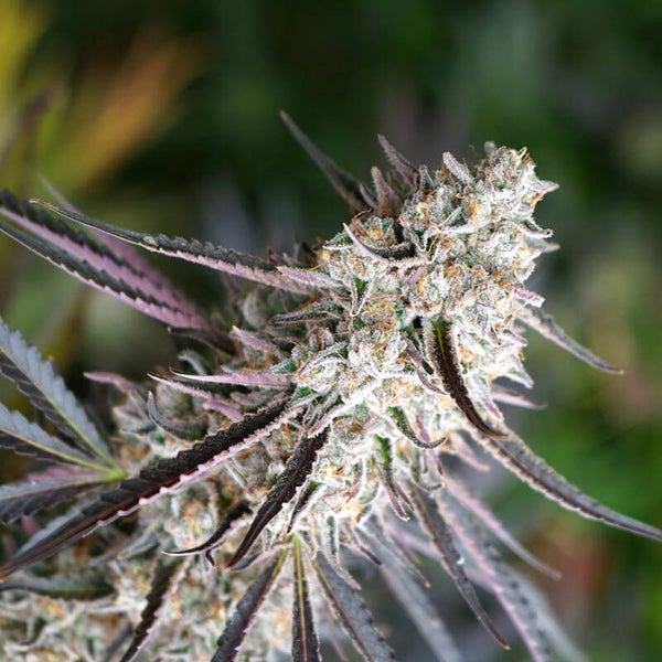 FLORIDA GASPACK - Humboldt Seed Organisation
