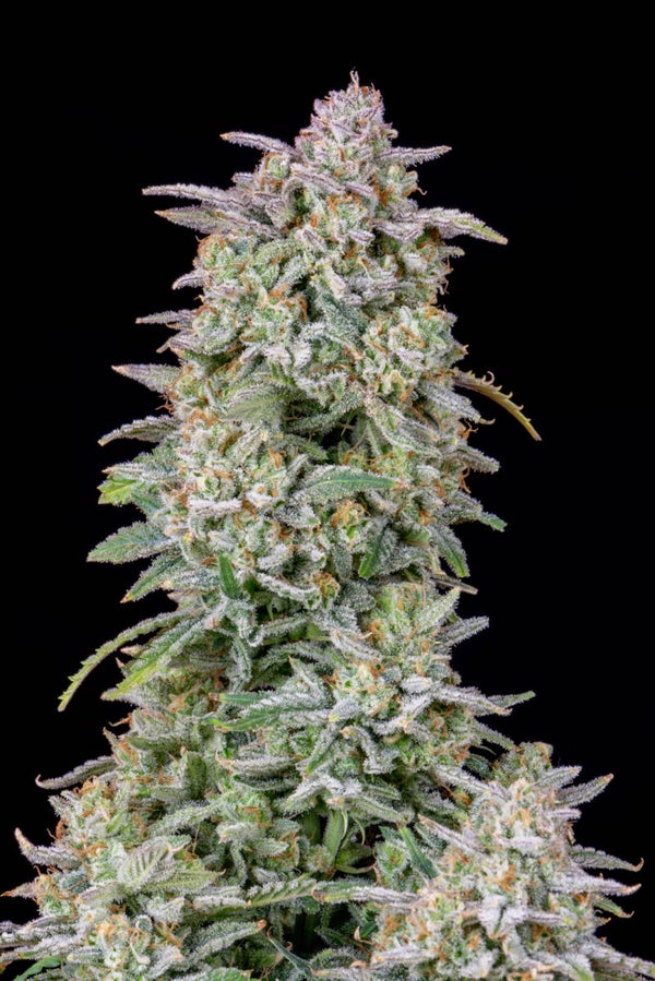 FORBIDDEN RUNTZ AUTO - 42FastBuds