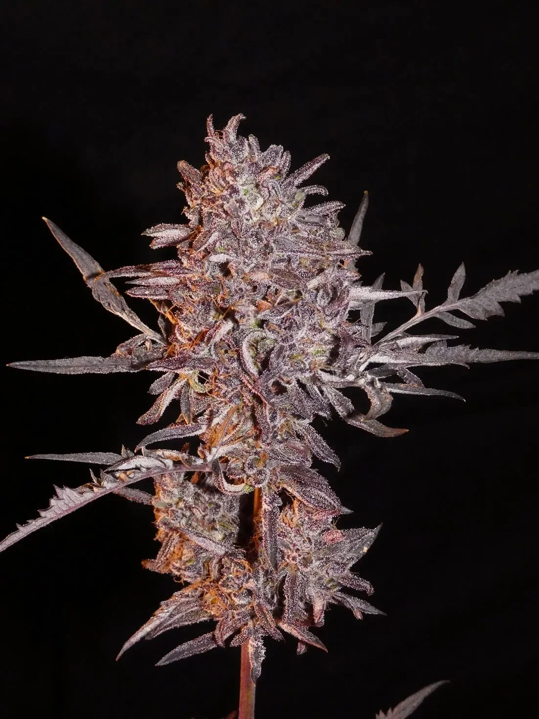 FROSTY'S FREAK - Autofiorenti