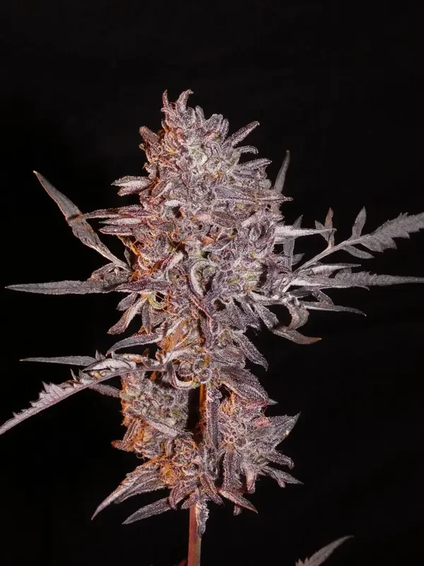FROSTY'S FREAK - Autofiorenti