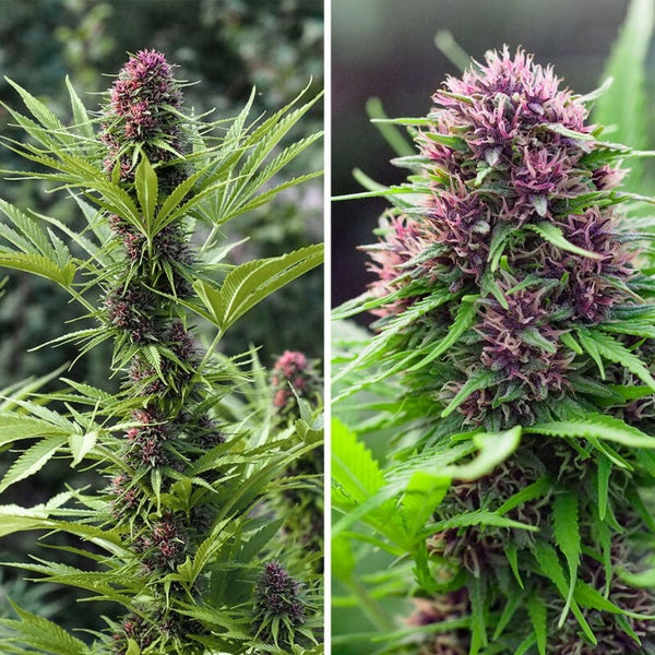 FRISIAN DEW - Dutch Passion