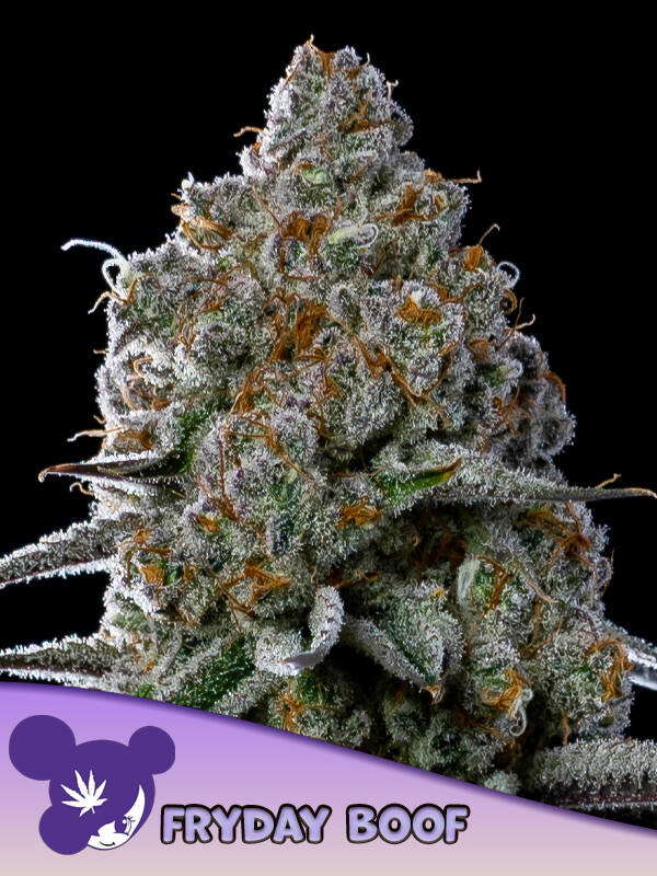 FRYDAY BOOF - Anesia Seeds