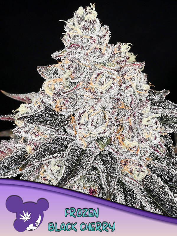FROZEN BLACK CHERRY - Anesia Seeds