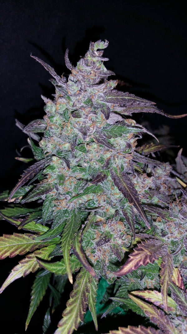 FASTBERRY AUTO - 42FastBuds