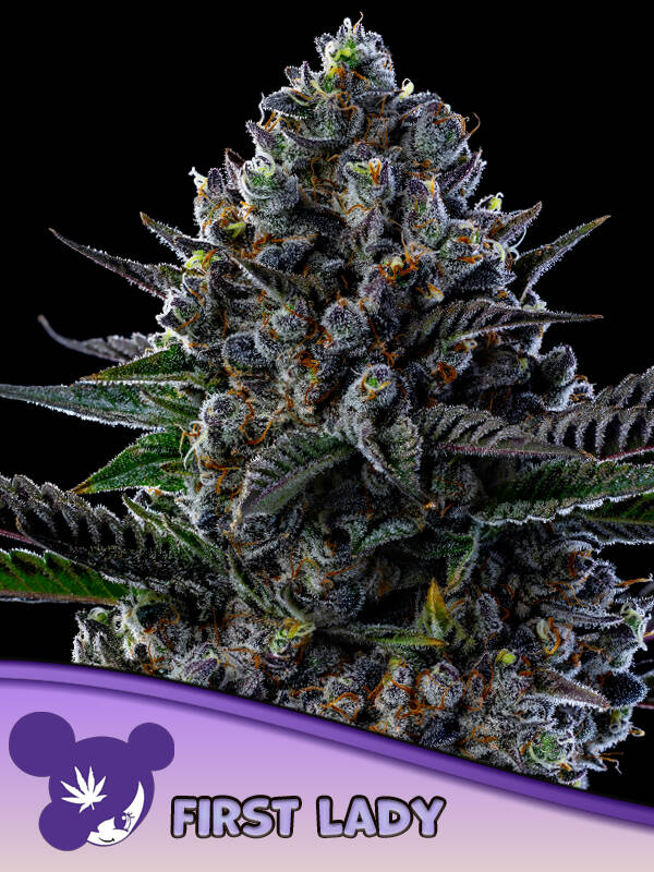 FIRST LADY - Anesia Seeds