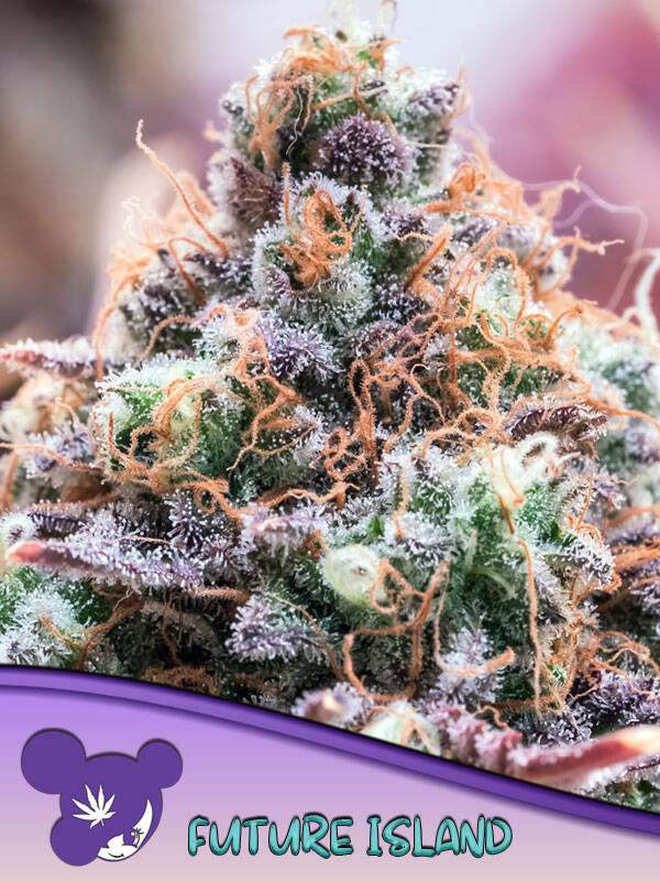 FUTURE ISLAND - Anesia Seeds