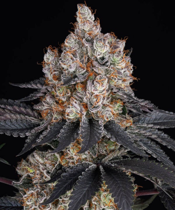 GELATO - Barney's Farm