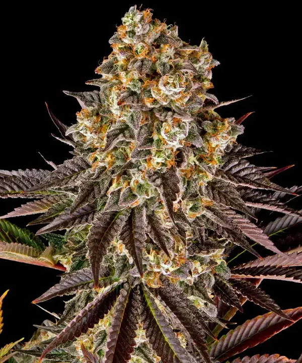 GELATO #45 - Barney's Farm