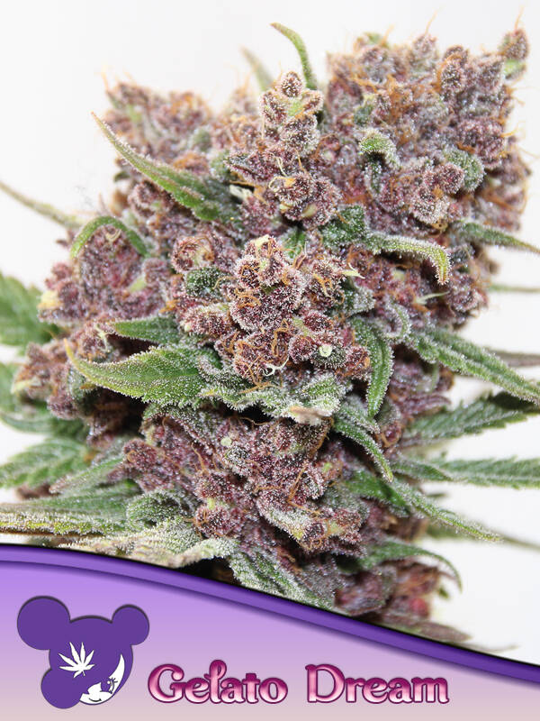 GELATO DREAM - Anesia Seeds