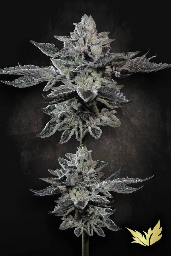 G-FORCE - Paradise Seeds