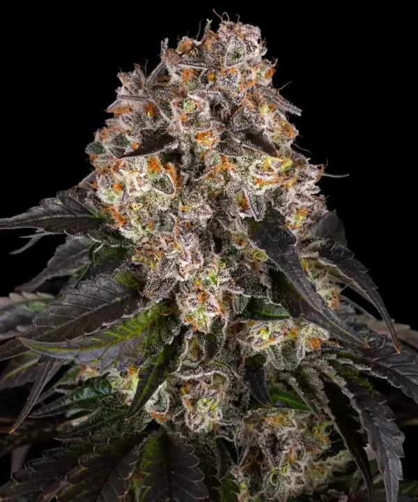 GIRL SCOUT COOKIES - Barney's Farm