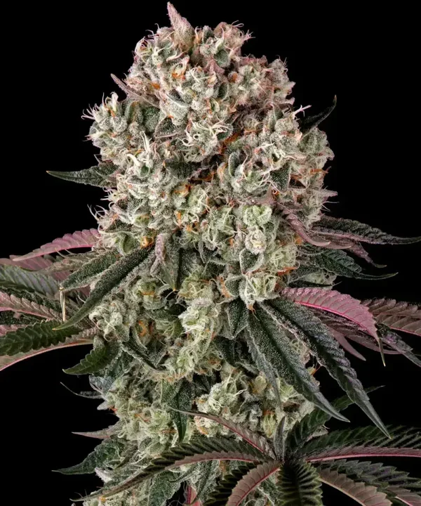 GLOOKIES - Barney's Farm