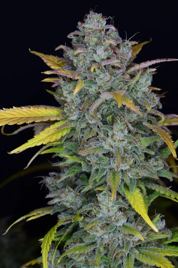 GELATO AUTO - 42FastBuds