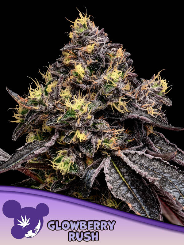 GLOWBERRY RUSH - Anesia Seeds