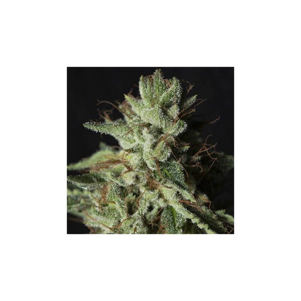 GORILLA CANDY - Eva Seeds