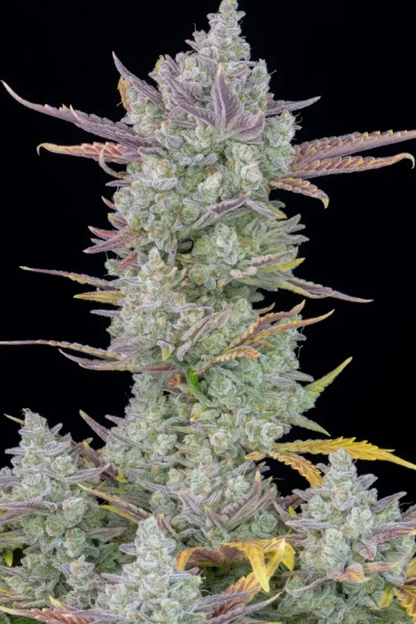 GORILLA COOKIES AUTO - 42FastBuds