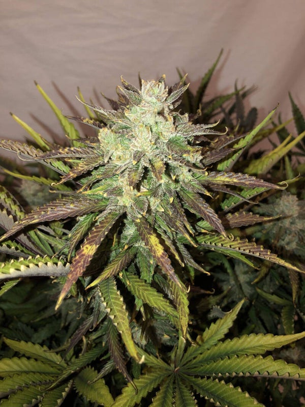 GORILLA AUTO - 42FastBuds
