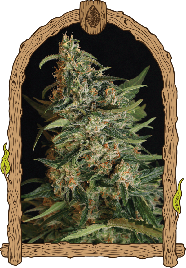 GREEN GUMMY - Exotic Seeds