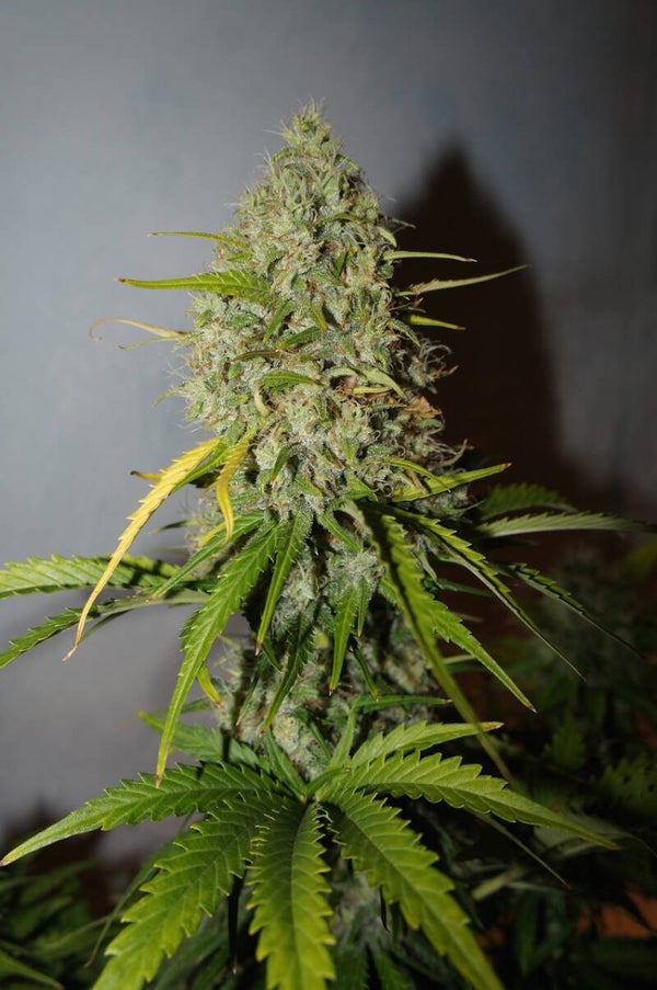 GRAPEFRUIT AUTO - 42FastBuds
