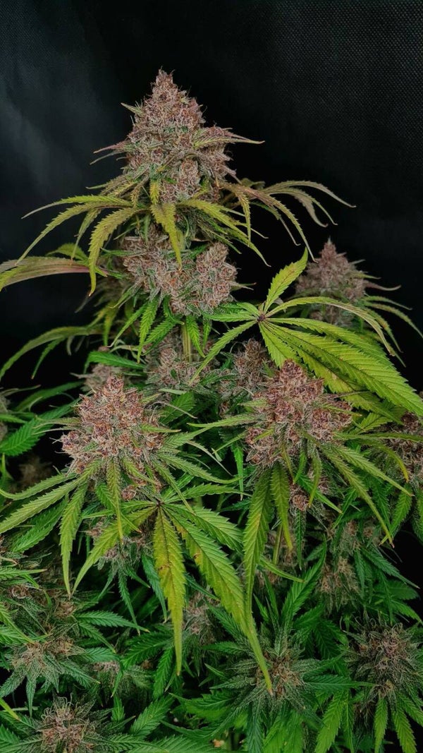 GORILLA PUNCH AUTO - 42FastBuds