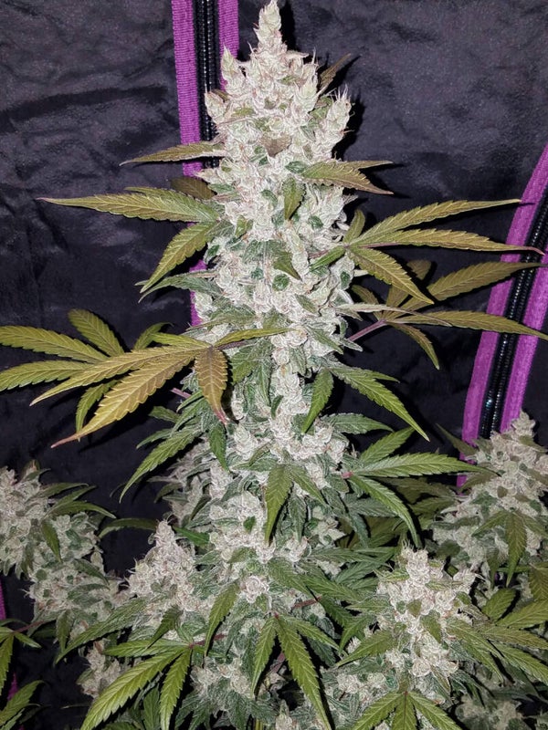 GIRL SCOUT COOKIES AUTO - 42FastBuds