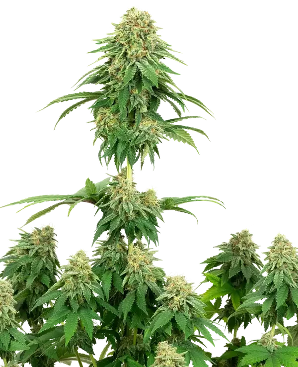GIRL SCOUT COOKIES - White Label Seed Company