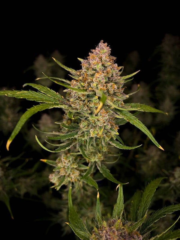 GUAVA AUTO - 42FastBuds