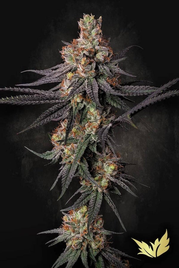 GULUPA - Paradise Seeds