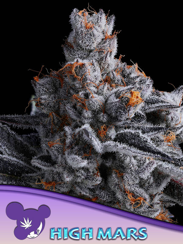 HIGH MARS - Anesia Seeds