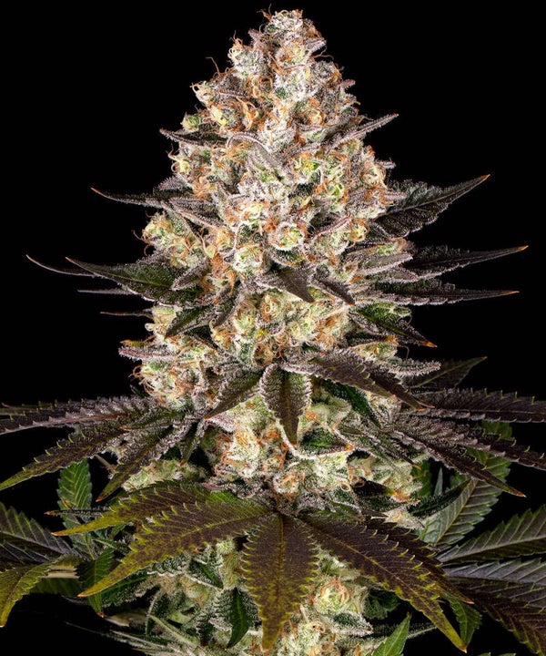 HINDU KUSH - Barney's Farm