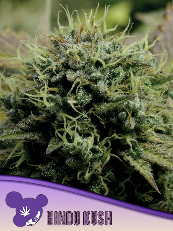 HINDU KUSH - Anesia Seeds