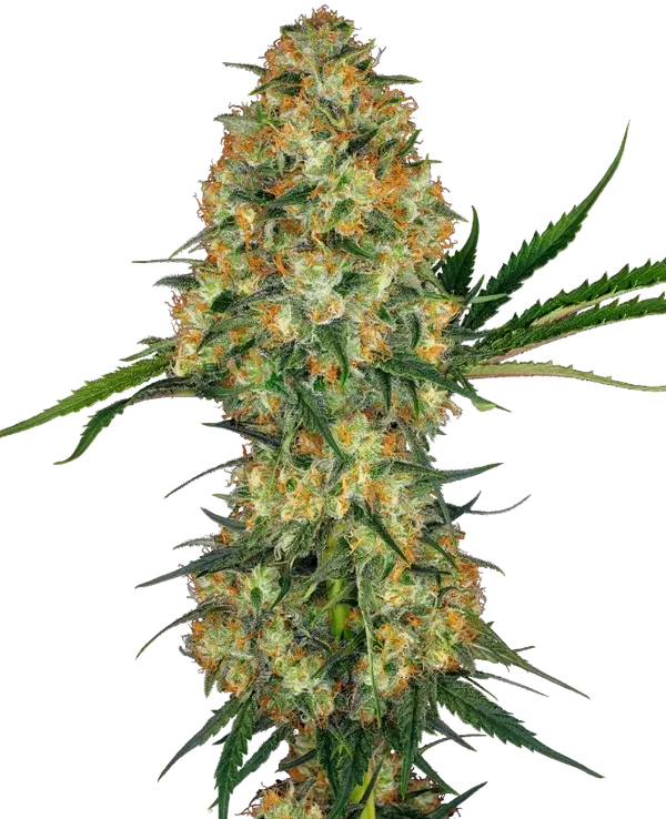 HINDU KUSH - Sensi Seeds