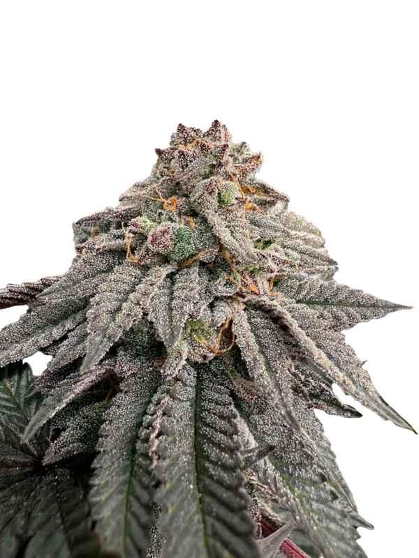 HASH BELT - Grateful Seeds