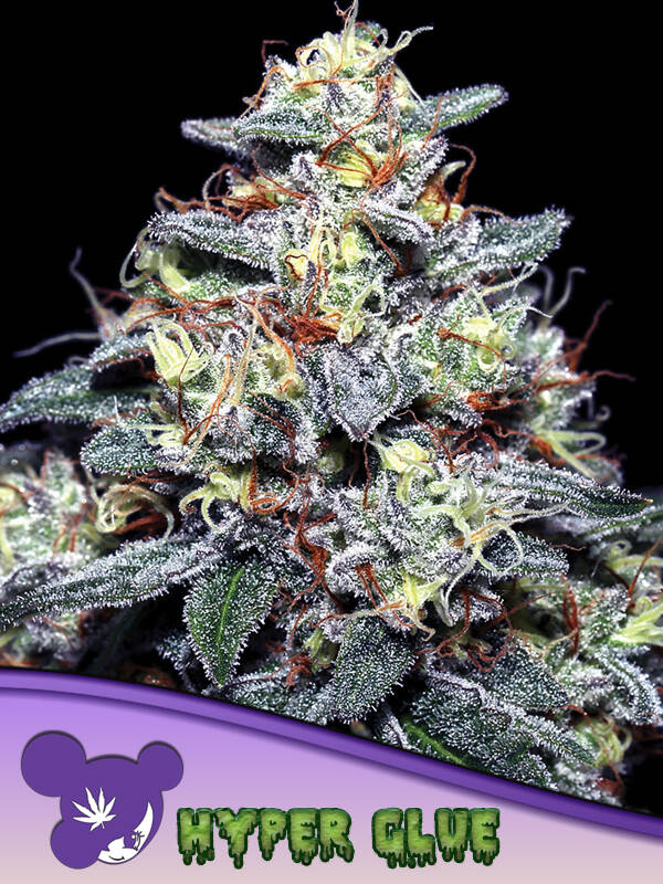 HYPER GLUE - Anesia Seeds