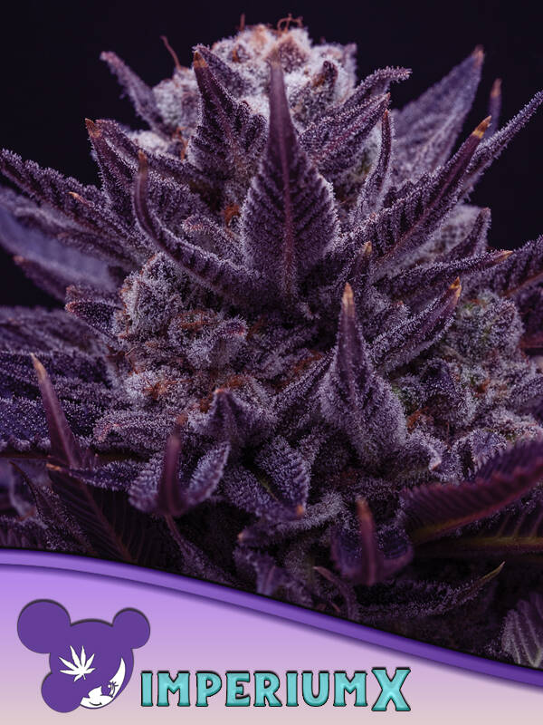 IMPERIUM X - Anesia Seeds
