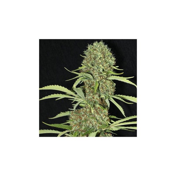 JAMAICAN DREAM - Eva Seeds